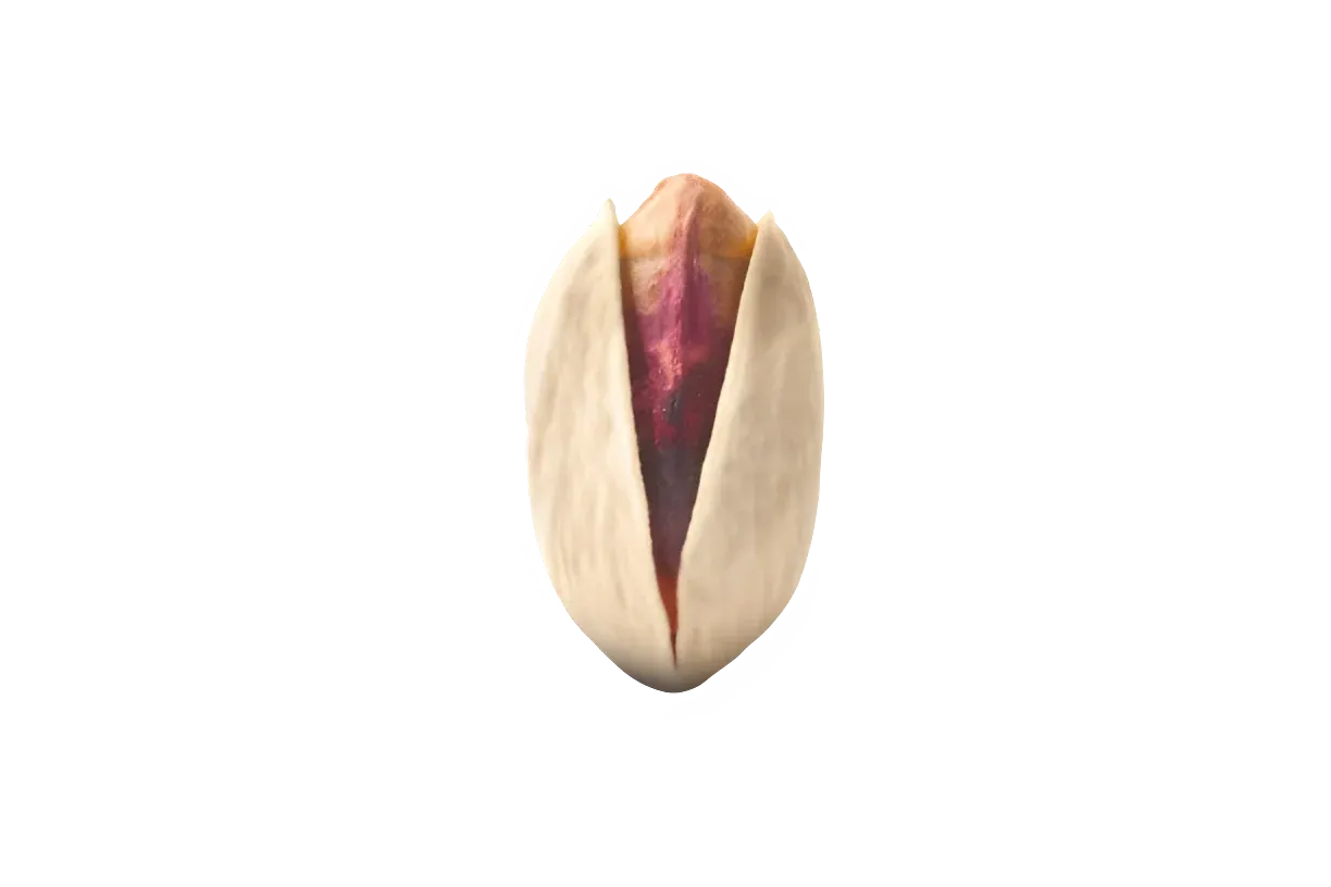 Akbari long in-shell pistachios from Rafsanjan, Iran