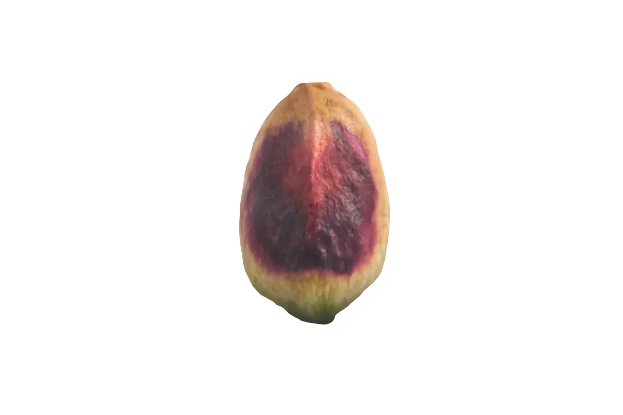Regular raw pistachio kernels from Rafsanjan, Iran