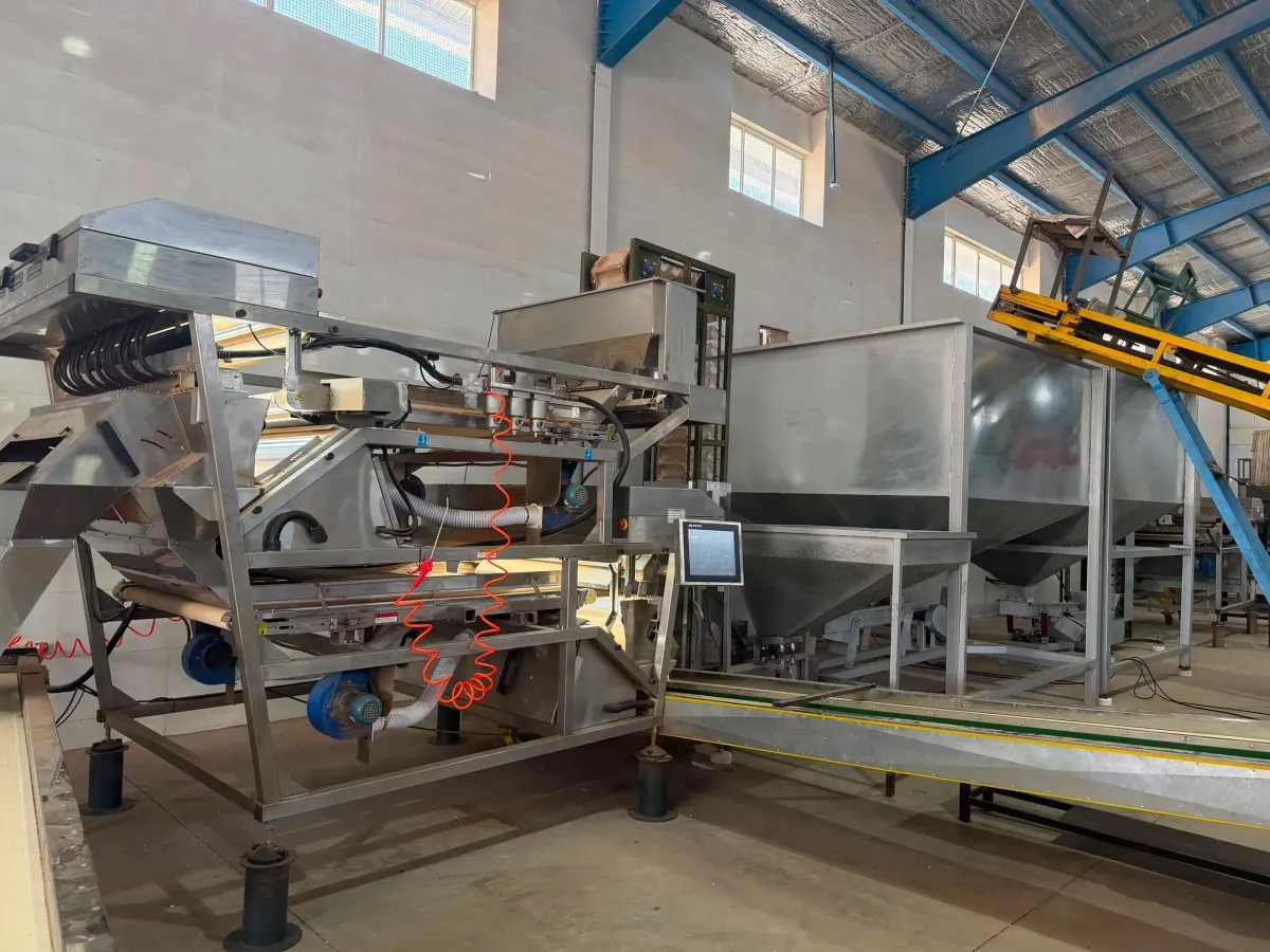 Pistachio sorting and cleaning stage
